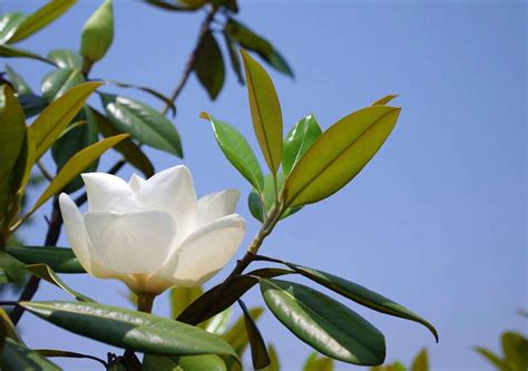 洋玉蘭花期|荷花玉兰